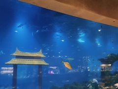 -涛·海底餐厅·美人鱼·自助餐·海底隧道(三亚海棠湾洲际度假酒店)
