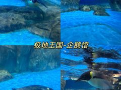 -海合安武汉极地海洋公园