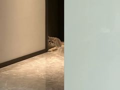 -欣宠猫屋·矮脚拿破仑·蓝金金渐层