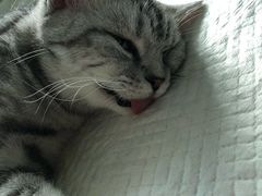 -安安宠医·安宠宠物医院