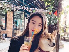 -柴犬高等学院·狗咖·柴犬售卖·宠物训练