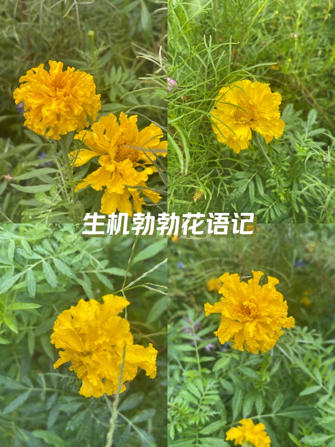 万寿菊的功效与作用图片