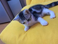 -翊宠yipet猫狗购宠庄园犬舍•猫舍