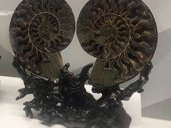 -贝壳王国博物馆