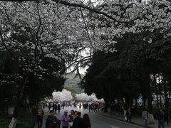 -武汉大学-樱园