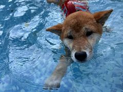 -汪说喵讲宠物乐园宠物酒店(红星美凯龙店)