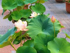 -莲花池公园