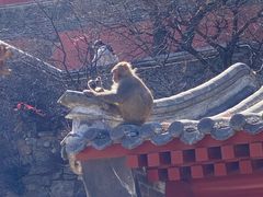 -妙峰山风景名胜区