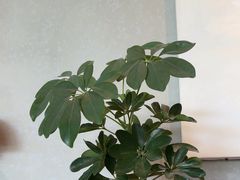 -gaga(北京新中关购物中心店)