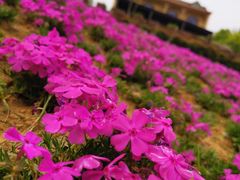 -大塘金香草谷