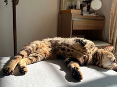 -艾吉宠物医院·疑难杂症转诊中心·猫友好(碧江路院)