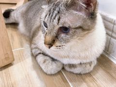 -李小姐の猫咖啡馆(五角场店)