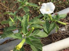 -北海金海湾红树林生态旅游区