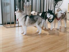 -Husky Go! 哈士奇体验馆·宠物咖啡厅狗咖