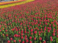 -大宁郁金香公园-停车场