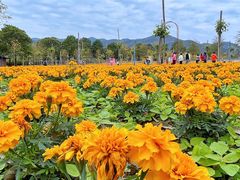 -天适樱花悠乐园