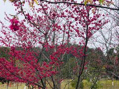 -桃源咖啡厅(武夷山大红袍山庄店)