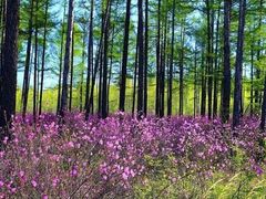 -北极村旅游风景区