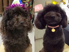 -小呆的宠物店·宠物售卖·宠物寄养(城西店)