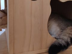 -柴迷FANS CLUB·柴犬狗咖·猫咖