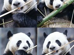 -栾川竹海野生动物园