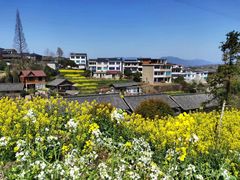 -桑洲油菜花景区