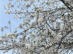 -新虹桥中心花园