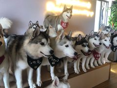 -Husky Go! 哈士奇体验馆·宠物咖啡厅狗咖