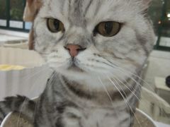 -喵的天空名猫咖啡馆·撸猫·猫舍·用品