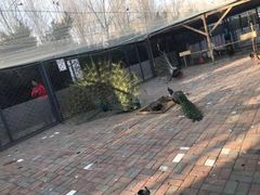 -长白岛森林公园