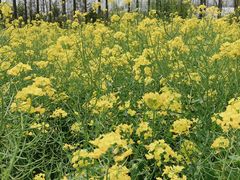 -前小桔亲子创意农场·草莓采摘·露营烧烤