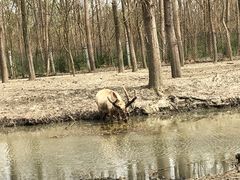 -溱湖国家湿地公园