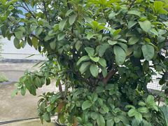 -三圣花乡旅游区