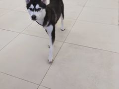 -怪兽屋·羊驼·猫咖·狗咖(俊华广场店)