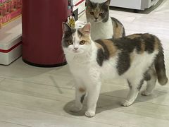 -喵的天空名猫咖啡馆·撸猫·猫舍·用品