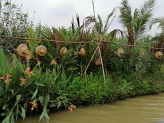 -江门古劳水乡旅游区