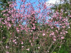 -铁山坪森林公园