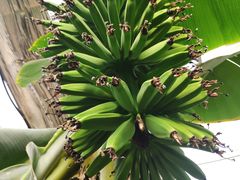 -呀路古热带植物园