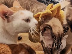 -猫亿天猫咖