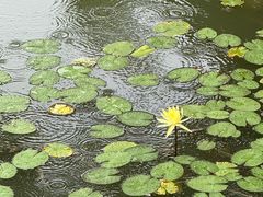 -芥子园