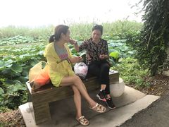 -荷花荡