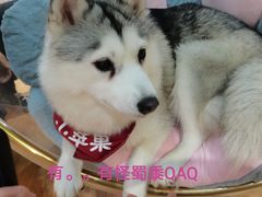 -Husky Go! 哈士奇体验馆·宠物咖啡厅狗咖