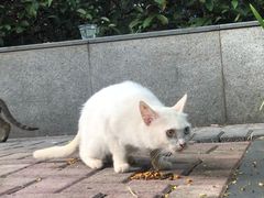 -车公庙(地铁站)