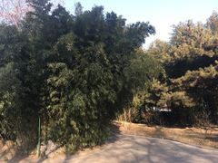 -皇家御河游(紫御湾码头)