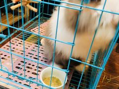 -志龙皇冠吃货椰子铺