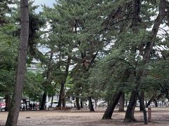 -奈良公园