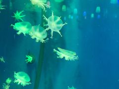 -顺德南宏海立方海洋公园