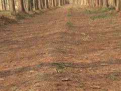 -黄海国家森林公园