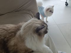 -怪兽屋·羊驼·猫咖·狗咖(俊华广场店)
