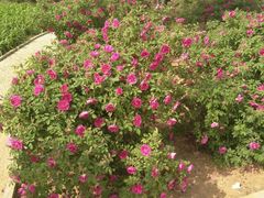 -石家庄市植物园